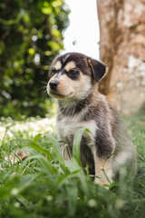 Husky puppy portrait outside sitting in the grass around nature in the woods