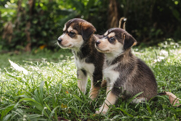 Naklejka na ściany i meble Two puppies portrait sitting in the grass together outside around nature in the woods