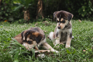 Two puppies portrait sitting in the grass together outside around nature in the woods