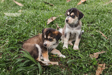 Two puppies portrait sitting in the grass together outside around nature in the woods