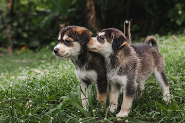 Two puppies portrait together outside around nature in the woods