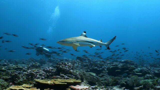 A Black-tip reef Shark swims towards camera through a school of fish, divers in back ground
