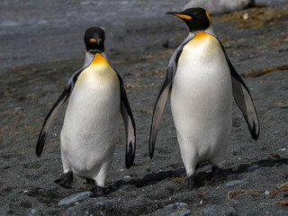 Two King Penguins walking along a black sand beach on Macquarie Island