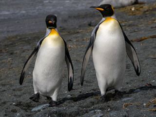 Fototapeta premium Two King Penguins walking along a black sand beach on Macquarie Island