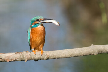 kingfisher with a catched fish on a branch
