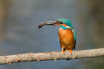 kingfisher with a catched fish on a branch