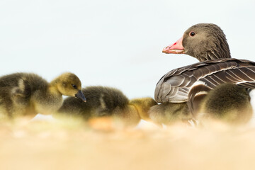 adult greylag goose keeps an eye on their goslings