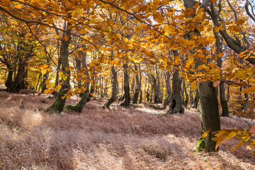 Beech forest in Czech Republic in autumn