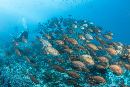 Scuba diver with cottonmouth jackfish