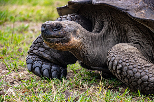 turtle on the grass
