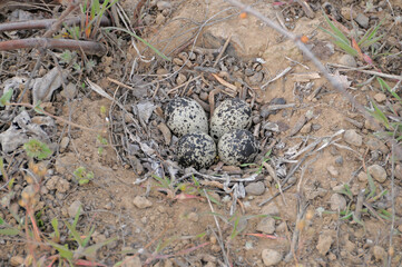 bird nest in the ground