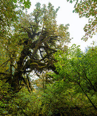 Fototapeta premium Mystic rainforest in Olympic National Park, Washington State