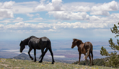 Feral wild horses - Black mare leading chestnut bay colt on ridge above the Bighorn Canyon in the...