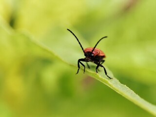 Close up shoot of red beetle on the green leaf.
