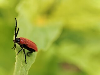 Close up shoot of red beetle on the green leaf.
