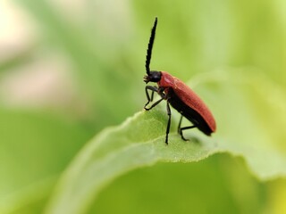 Macro shoot of red beetle with blur green background 