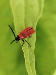Close up shoot of red beetle on the green leaf.