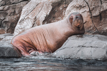 Wahlross im Hagenbecks Tierpark, Hamburg