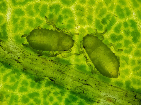 aphids on a black locust leaf under the microscope - light microscope x100 magnification