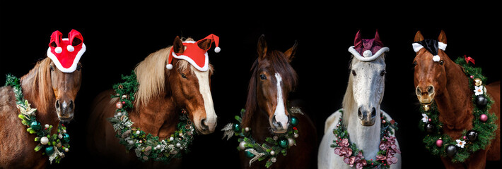 Christmas horses: Different horse breeds wearing festive christmas decorations and a wreath in...
