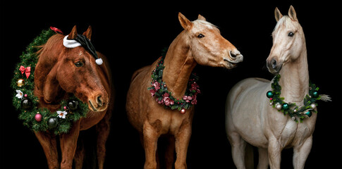 Christmas horses: Different horse breeds wearing festive christmas decorations and a wreath in front of black background. Wide screen