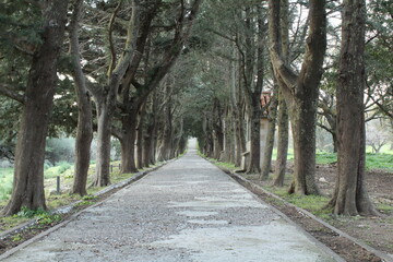 tree lined pathway