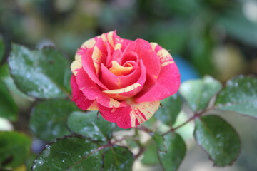 red yellow rose in the garden
