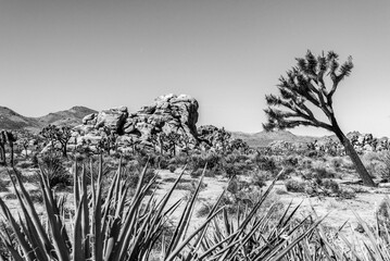 Great desert landscape in Joshua Tree National Park © imagoDens