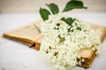 Romantic still life. Vintage book with a branch with elderberry flowers close-up. Spring Readings.