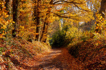 Hiking concept, Autumn landscape with small nature path on hillside in countryside, Colourful wood with yellow orange leaves on the tree in the forest, Sunny day in fall with sunlight in the morning.