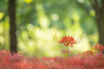 巾着田の彼岸花