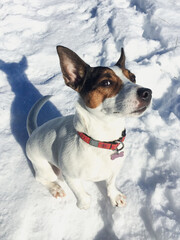 Jack russell terrier sitting in snow looking up at camera with a sideways glance 