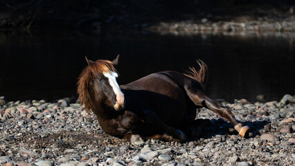 Chestnut bay wild horse stallion rolling in the river gravel at the Salt River in the Tonto...