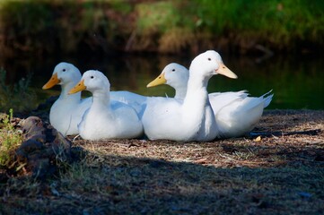Fototapeta premium White ducks sitting near water in sun and shadow Oxnard California
