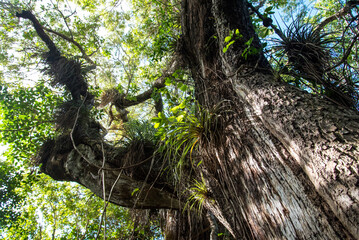 Big tree trunk in the swamp of the Everglades National Park