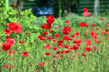 식물 - 꽃양귀비