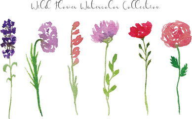 a set of pink wild flowers and leaves watercolor element	