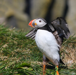 An Atlantic Puffin (Fratercula arctica) flapping it's wings.  Shot near the Reynisfjara viewpoint on the south coast of Iceland.