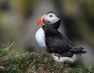 An Atlantic Puffin (Fratercula arctica).  Shot near the Reynisfjara viewpoint on the south coast of Iceland.