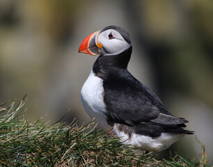 Obraz premium An Atlantic Puffin (Fratercula arctica). Shot near the Reynisfjara viewpoint on the south coast of Iceland.