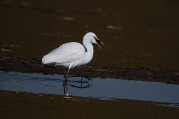 Great Egret Walking Through the Marsh With a Sora Prey Meal