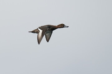 greater scaup in flight