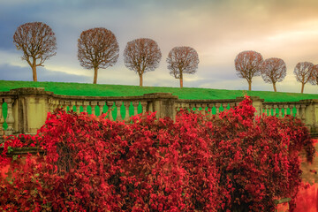 Trees in a row and public park at golden Autumn, St. Petersburg, Russia