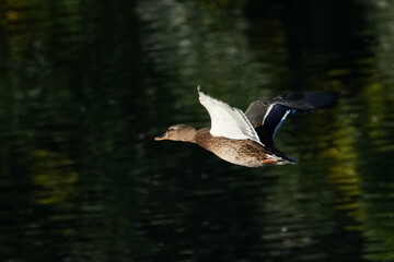 eurasian spot billed duck in flight