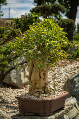 Deciduous bonsai in a bowl with planting date.