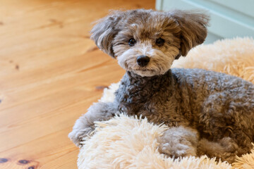 可愛い表情をする愛犬　トイプードル　お家時間　休日の過ごし方　癒し時間