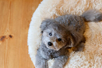 可愛い表情をする愛犬　トイプードル　お家時間　休日の過ごし方　癒し時間