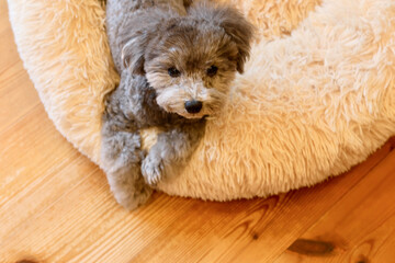 可愛い表情をする愛犬　トイプードル　お家時間　休日の過ごし方　癒し時間