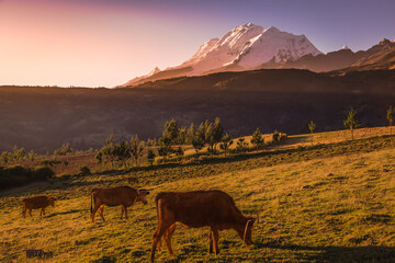 Cows and Huascaran in Cordillera Blanca at sunrise, snowcapped Andes