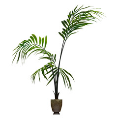 Generic Plant Tree PNG rendered in 4K Resolution for compositing and Background. With transparency alpha channel.  8K based in 3d model.